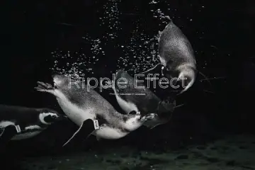 Hero Water Ripple Effect